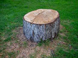 How Our Tree Care Process Works  in  New Market, VA