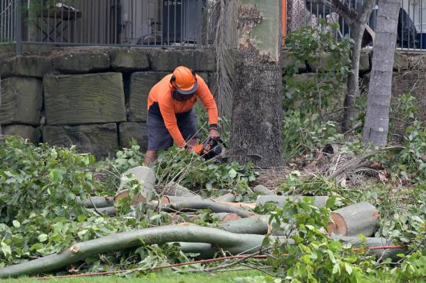 Best Root Management and Removal  in New Market, VA